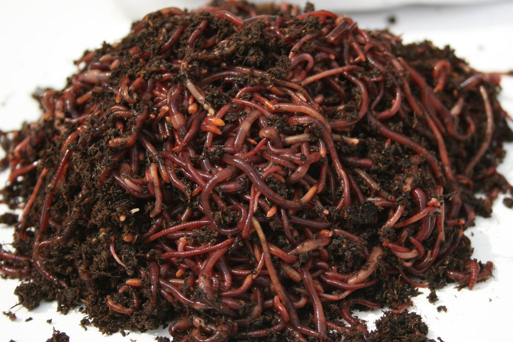  LIVE Worms for sale!